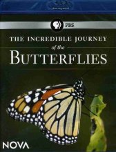 Cover art for NOVA: The Incredible Journey of the Butterflies [Blu-ray]