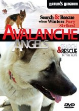 Cover art for Avalanche Angels