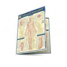 Cover art for Surface Anatomy (Quickstudy: Academic)
