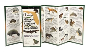 Cover art for Florida's Mammals, Reptiles, and Amphibians: Folding Guide (Foldingguides)