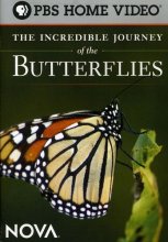 Cover art for The Incredible Journey of the Butterflies