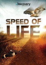 Cover art for Speed of Life