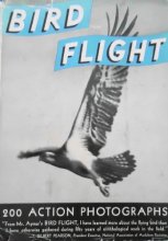 Cover art for Bird flight,