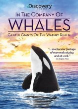 Cover art for In the Company of Whales