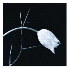 Cover art for El Tango