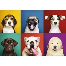 Cover art for TURNER Photographic Puppy Portraits Puzzle - 1000 PC (8410513)