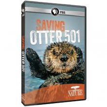 Cover art for Nature: Saving Otter 501