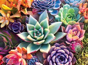 Cover art for Buffalo Games - Simple Succulent - 1000 Piece Jigsaw Puzzle