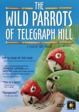 Cover art for The Wild Parrots of Telegraph Hill