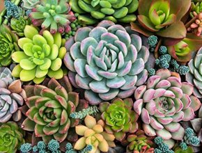 Cover art for Big Ben Succulents Plants 1000 Piece Jigsaw Puzzle